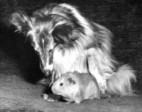 Picture of Shetland Sheepdog looking at a Guinea Pig