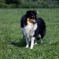 Picture of shetland sheepdog looking down