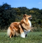 Picture of shetland sheepdog looking up