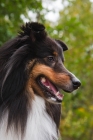 Picture of Shetland Sheepdog portrait