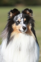 Picture of Shetland Sheepdog portrait