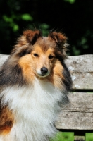 Picture of Shetland Sheepdog portrait