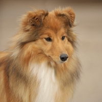 Picture of Shetland Sheepdog portrait