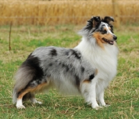 Picture of Shetland Sheepdog, posed