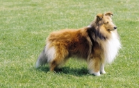 Picture of Shetland sheepdog, posed
