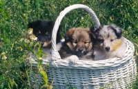 Picture of Shetland sheepdog puppies in basket, (colours: tricolour, sable, blue merle)