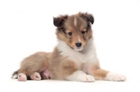 Picture of Shetland Sheepdog puppy in studio