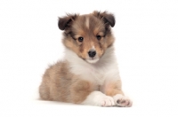 Picture of Shetland Sheepdog puppy lying down on white background
