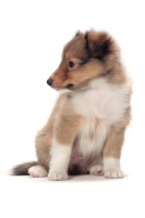 Picture of Shetland Sheepdog puppy on white background, looking aside