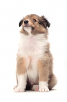 Picture of Shetland Sheepdog puppy on white background, looking up