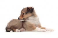 Picture of Shetland Sheepdog puppy on white background