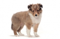 Picture of Shetland Sheepdog puppy on white background