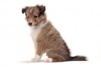 Picture of Shetland Sheepdog puppy sitting on white background