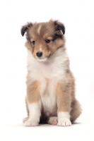 Picture of Shetland Sheepdog puppy sitting down on white background
