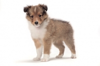Picture of Shetland Sheepdog puppy standing on white background