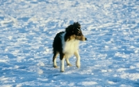 Picture of shetland sheepdog puppy standing in snow