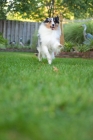 Picture of shetland sheepdog running in yard, low angle