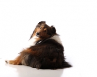 Picture of Shetland Sheepdog (sheltie) looking back