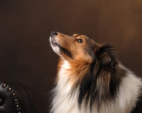 Picture of Shetland Sheepdog (sheltie) looking up