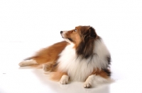 Picture of Shetland Sheepdog (sheltie) lying down