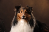 Picture of Shetland Sheepdog (sheltie) on brown background