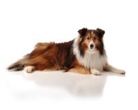 Picture of Shetland Sheepdog (sheltie) on white background