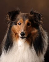 Picture of Shetland Sheepdog (sheltie), portrait on brown background