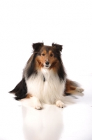 Picture of Shetland Sheepdog (sheltie)