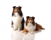 Picture of Shetland Sheepdog (sheltie)