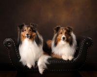 Picture of Shetland Sheepdog (sheltie)