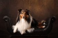 Picture of Shetland Sheepdog (sheltie)