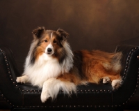 Picture of Shetland Sheepdog (sheltie)