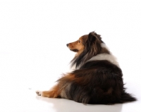 Picture of Shetland Sheepdog (sheltie)