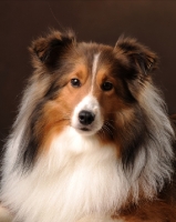 Picture of Shetland Sheepdog (sheltie)