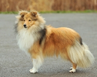 Picture of Shetland Sheepdog, side view