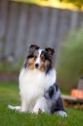 Picture of shetland sheepdog sitting in yard