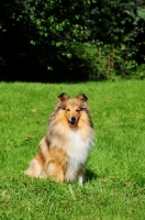 Picture of Shetland Sheepdog sitting on grass