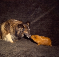 Picture of Shetland Sheepdog sniffing a Guinea Pig
