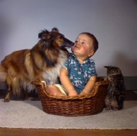Picture of Shetland Sheepdog sniffing young child sitting in basket and kitten climbing in