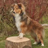 Picture of Shetland Sheepdog standing on log