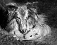 Picture of Shetland Sheepdog with Guinea Pig
