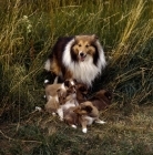 Picture of shetland sheepdog with his pups