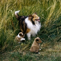 Picture of shetland sheepdog with his puppies