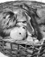 Picture of Shetland Sheepdog with teddy in a basket