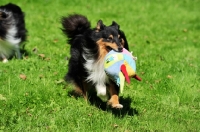 Picture of Shetland Sheepdog with toy