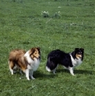 Picture of shetland sheepdogs in field