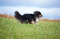 Picture of Shetland Sheepdog
