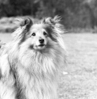 Picture of shetland sheepdog