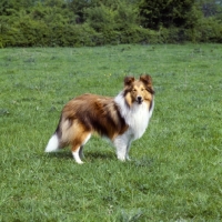 Picture of shetland sheepdog