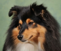 Picture of Shetland Sheepdog